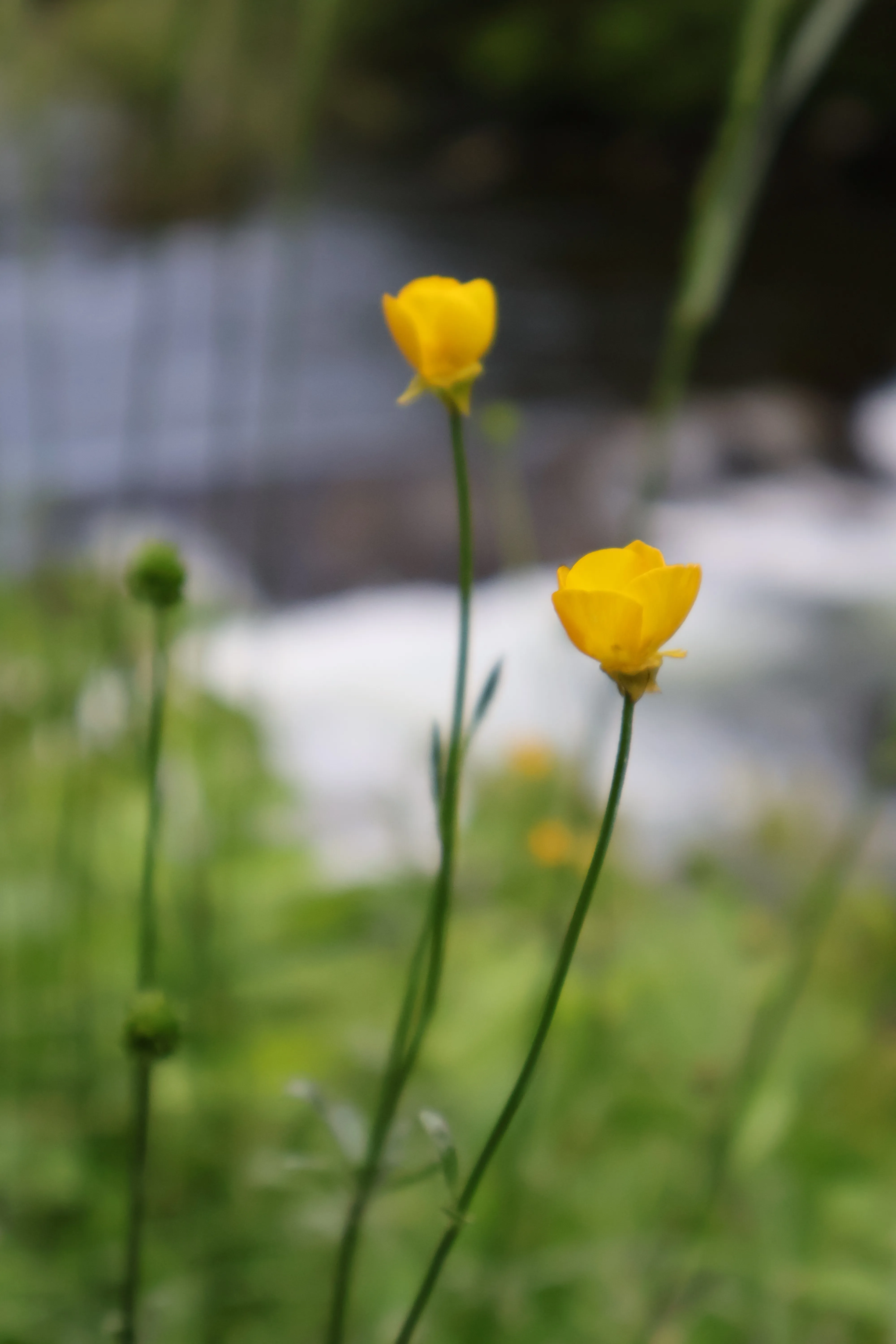 Yellow Flower