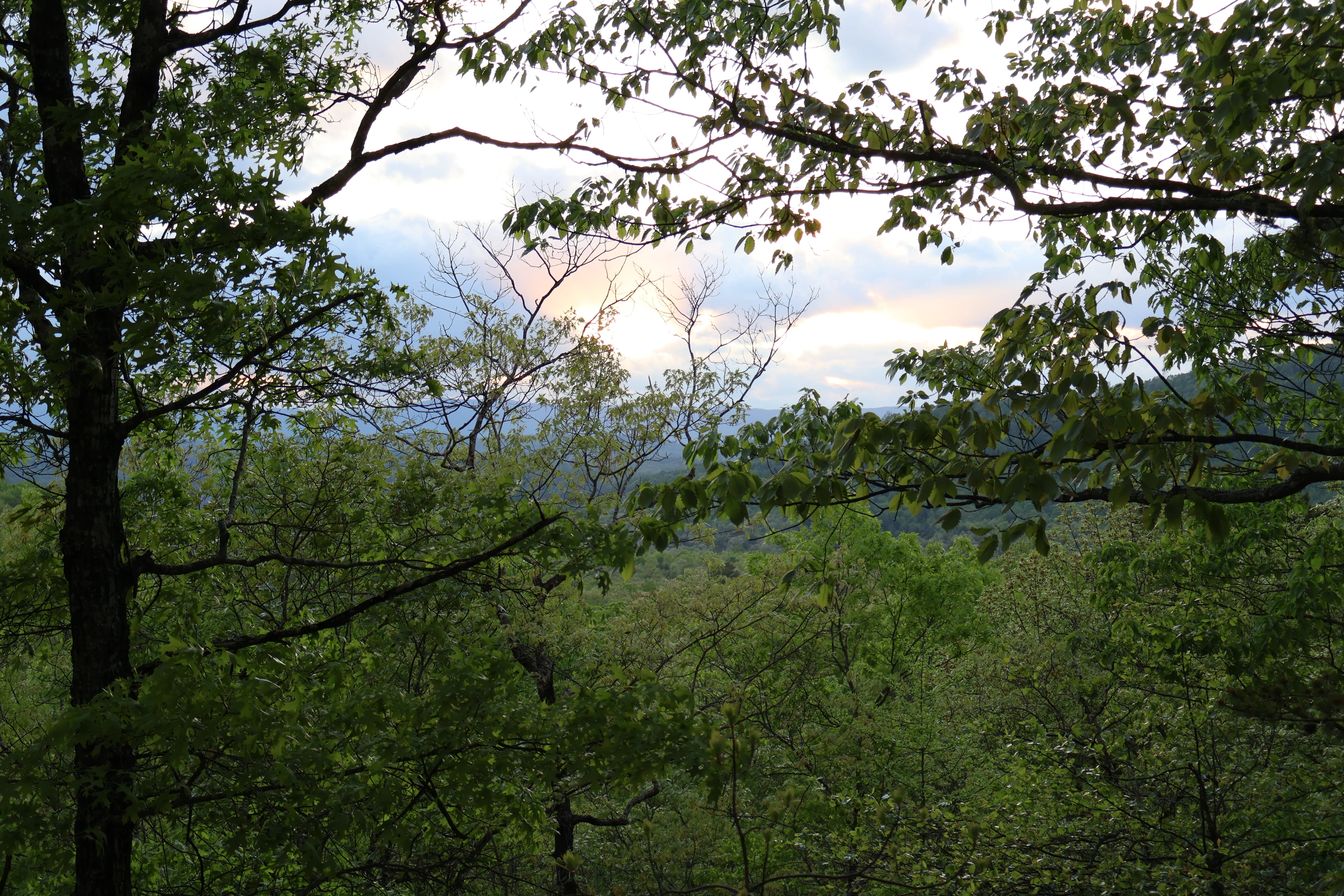 Picture of sunset through forest